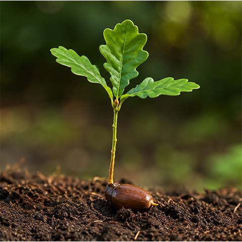 Growth